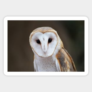 Barn Owl Sticker